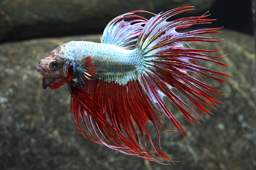 picture of Crowntail Dragonscale Betta Male Lrg                                                                 Betta splendens 'Crowntail'