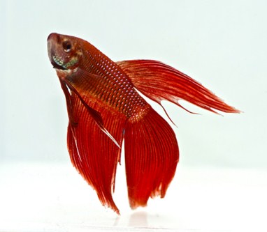 picture of Betta Male Lrg With 8 oz Cup                                                                         Betta splendens