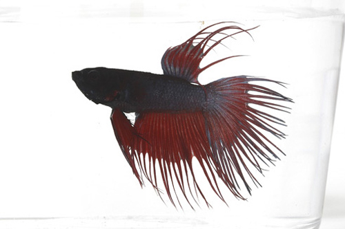 picture of Crowntail Betta Male Lrg With 16 oz Cup                                                              Betta splendens 'Crowntail'