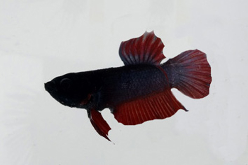 picture of Betta Female Reg With 8 oz Cup                                                                       Betta splendens