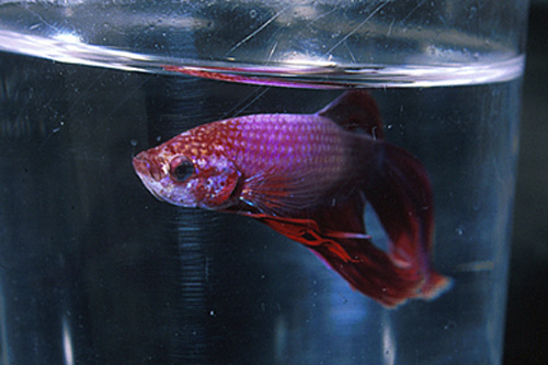 picture of TRAM Betta Male Lrg With 16 oz Cup                                                                   Betta splendens