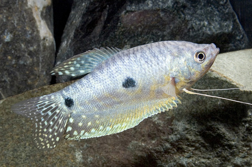 picture of Blue Gourami Lrg                                                                                     Trichogaster trichopterus
