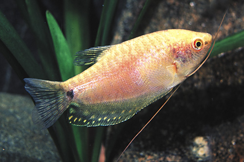 picture of Gold Gourami Sml                                                                                     Trichogaster trichopterus