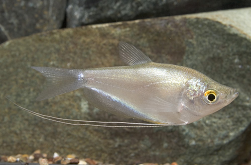 picture of Moonlight Gourami Sml                                                                                Trichogaster microlepis