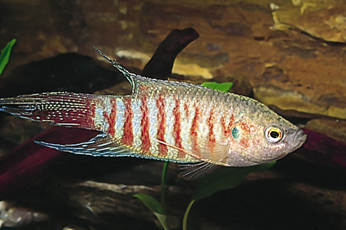 picture of Red Paradise Gourami Sml                                                                             Macropodus opercularis 'Red'