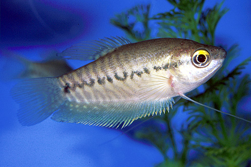 picture of Snakeskin Gourami Sml                                                                                Trichogaster pectoralis