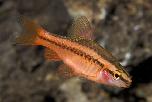 picture of Cherry Barb Sml                                                                                      Puntius titteya