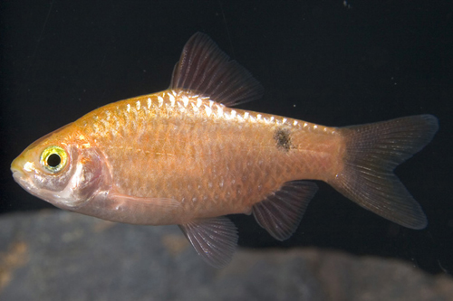 picture of Gold Neon Rosy Barb Lrg                                                                              Pethia conchonius 'Gold Neon'