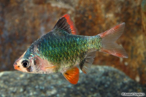 picture of Green Tiger Barb Sml                                                                                 Puntius tetrazona 'Green'
