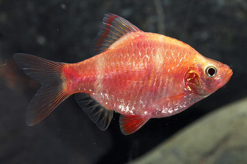 picture of Red Tiger Barb Reg                                                                                   Puntius tetrazona 'Red'