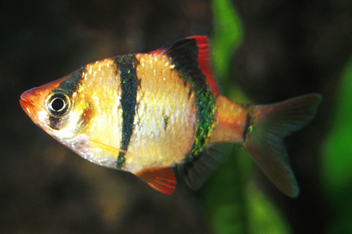 picture of Tiger Barb Med                                                                                       Puntius tetrazona