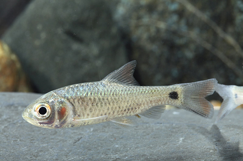 picture of Red Cheeked Barb Reg                                                                                 Systomus orphoides