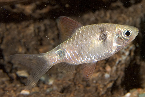 picture of Red Fin Barb Reg                                                                                     Barbodes miolepis rubrostigma