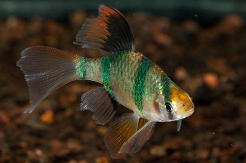 picture of Longfin Tiger Barb Med                                                                               Puntius tetrazona
