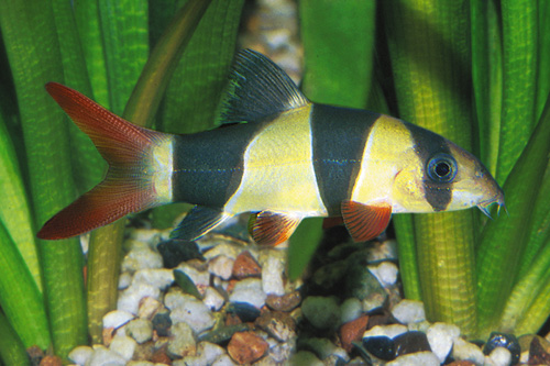 picture of Clown Loach Sml                                                                                      Chromobotia macracanthus