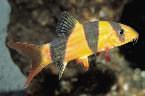 picture of Clown Loach Shw                                                                                      Chromobotia macracanthus