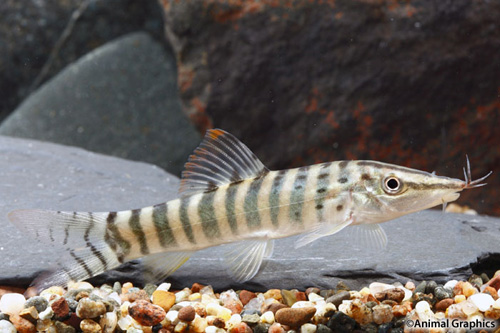 picture of Berdmore's Loach Reg                                                                                 Syncrossus berdmorei