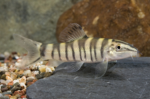 picture of Royal Gold Banded Loach Reg                                                                          Leptobotia guilinensis