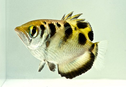 picture of Archer Fish Med                                                                                      Toxotes jaculatrix