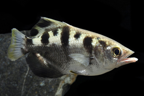 picture of Archer Fish Xlg                                                                                      Toxotes jaculatrix