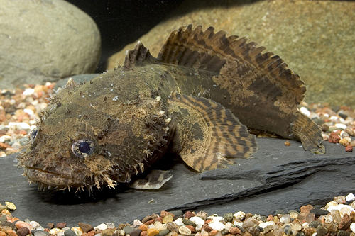 picture of Freshwater Lionfish Sml                                                                              Batrachomoeus trispinosus