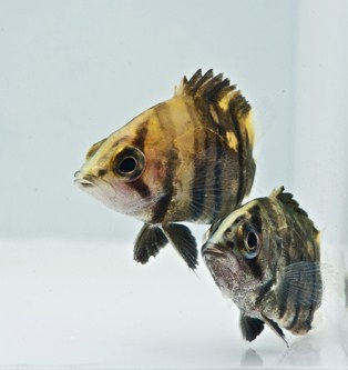 picture of Tiger Datnoid Sml                                                                                    Datnoides microlepis