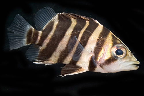 picture of Tiger Datnoid Med                                                                                    Datnoides microlepis