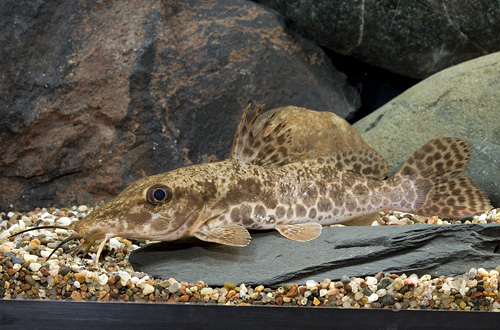 picture of Giraffe-Nosed Catfish Reg                                                                            Auchenoglanis occidentalis