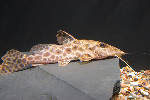 picture of Giraffe-Nosed Catfish Lrg                                                                            Auchenoglanis occidentalis