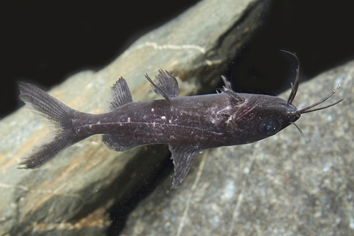 picture of Burmese Upside Down Catfish Reg                                                                      Mystus leucophasis