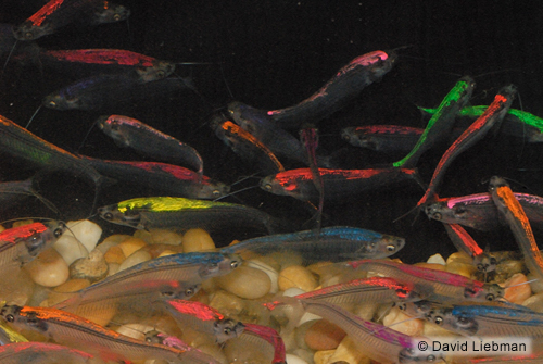 picture of Painted Glass Catfish Reg                                                                            Kryptopterus bicirrhis