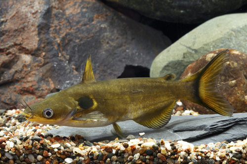 picture of Sun Catfish Lrg                                                                                      Horabagrus brachysoma