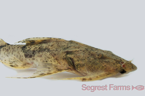 picture of Thai Goonch Catfish Med                                                                              Bagarius yarrelli