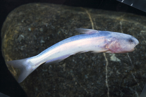 picture of Blue Dolphin Catfish Reg                                                                             Cetopsis coecutiens
