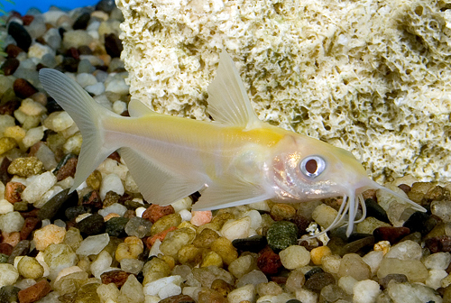 picture of Albino Channel Catfish Sml                                                                           Ictalurus punctatus 'Albino'