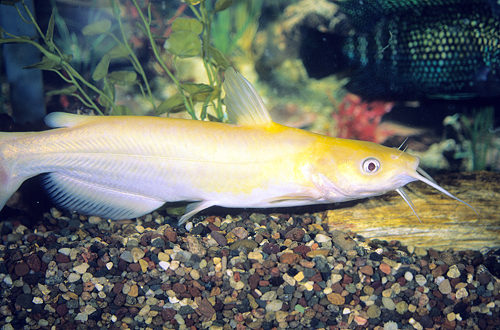 picture of Albino Channel Catfish Lrg                                                                           Ictalurus punctatus 'Albino'