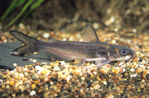 picture of Blue Channel Catfish Sml                                                                             Ictalurus punctatus