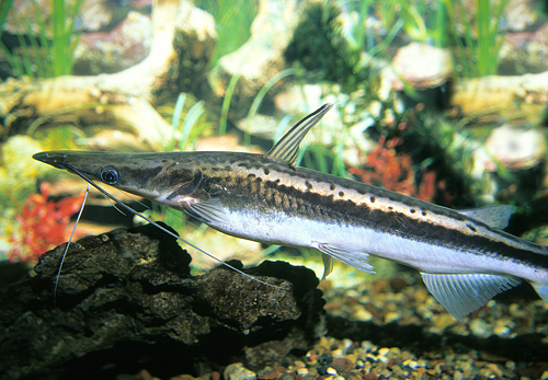 picture of Lima Shovelnose Catfish M/L                                                                          Sorubim lima