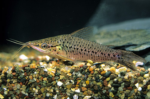 picture of Porthole Catfish Med                                                                                 Dianema longibarbis