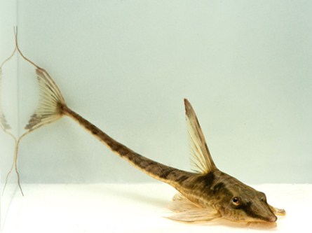 picture of Royal Farlowella Catfish Sml                                                                         Sturisoma aureum