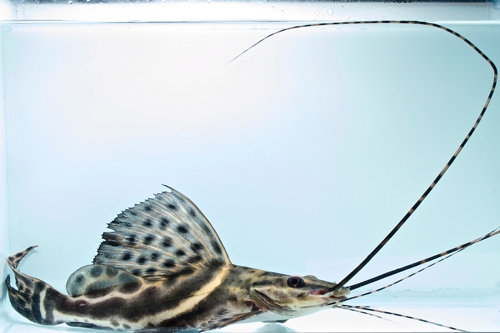 picture of Sciades Pictus Catfish Lrg                                                                           Leiarius pictus