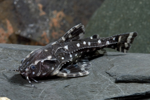picture of Spotted Raphael Catfish Lrg                                                                          Agamyxis pectinifrons