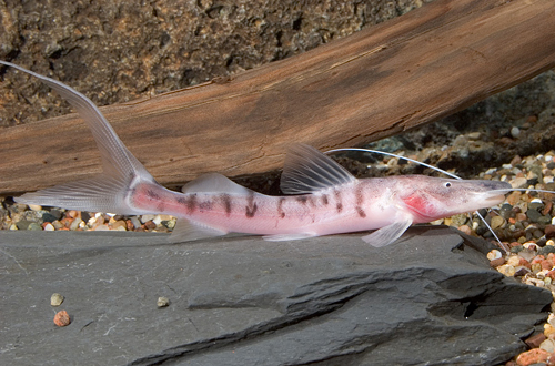 picture of True Tigrinus Catfish Reg                                                                            Merodontotus tigrinus