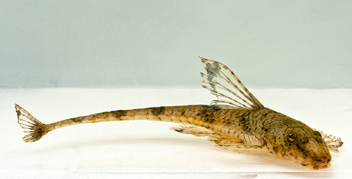 picture of Whiptail Loricaria Catfish Sml                                                                       Rineloricaria fallax