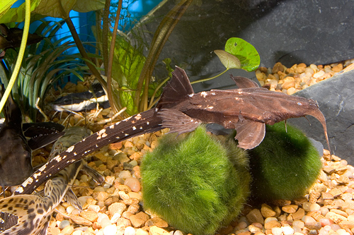 picture of Whiptail Banjo Catfish Xlg                                                                           Platystacus cotylephorus
