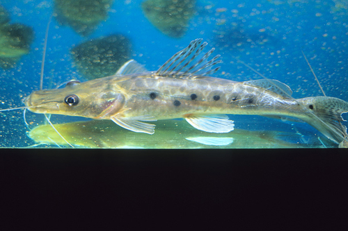 picture of Spotted Shovelnose Catfish M/S                                                                       Hemisorubim platyrhynchus