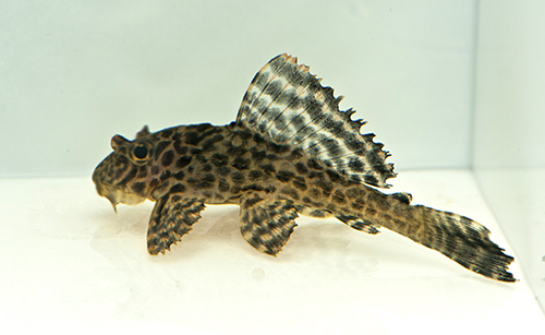 picture of Colombian Spotted Pleco L165 Sml                                                                     Pterygoplichthys gibbiceps 'l165'