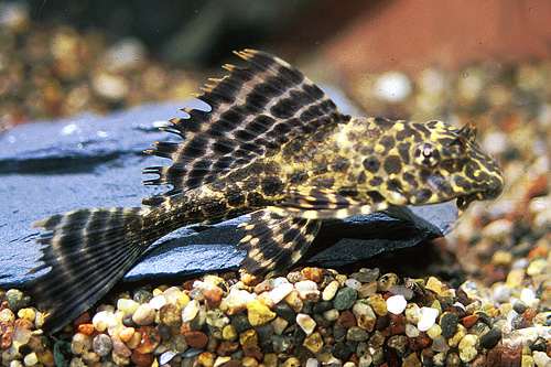 picture of Colombian Spotted Pleco L165 Lrg                                                                     Pterygoplichthys gibbiceps 'l165'