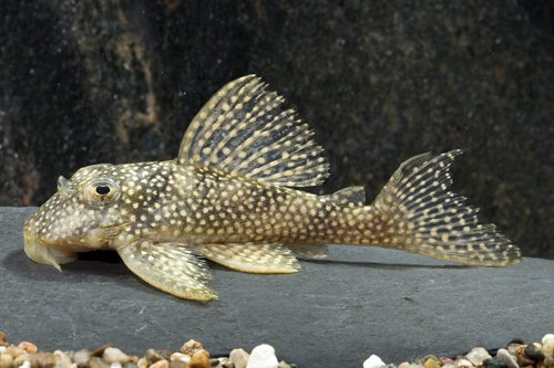 picture of Gold Angelicus Pleco L028 Reg                                                                        Peckoltia angelicus 'l028'