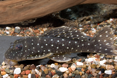 picture of Peppermint Pleco L030 Med                                                                            Spectracanthicus punctatissimus